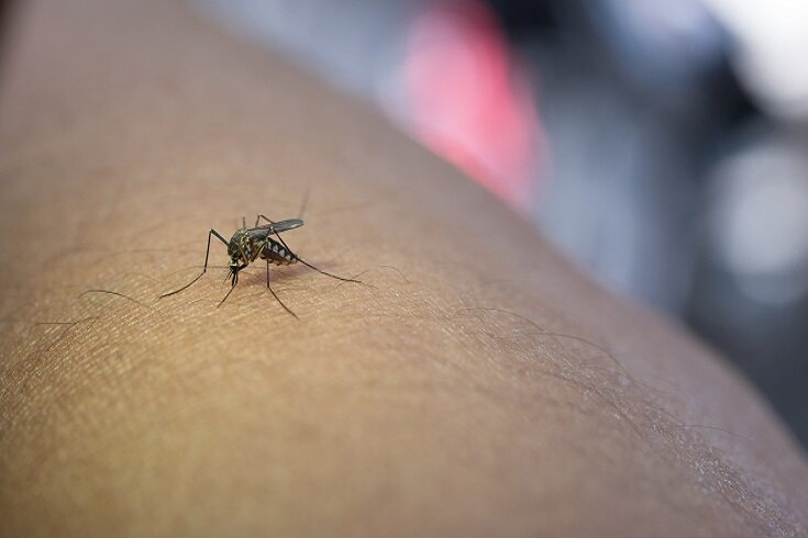 Los meses de verano son los preferidos de muchos insectos como es el caso de los mosquitos