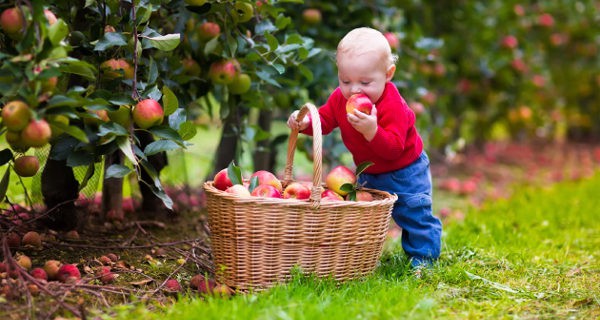 Bebé comiendo una manzana