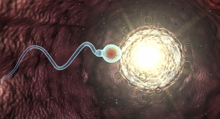El embarazo no se produce de manera instantánea, los espermatozoides tardan un tiempo en llegar al óvulo