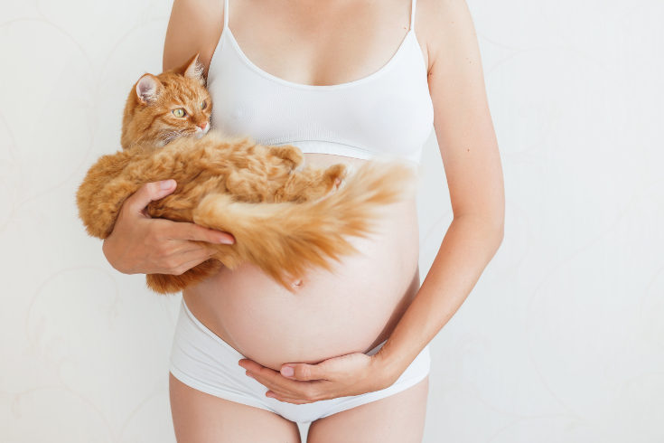 Si estás embarazada, no es necesario que te deshagas de tu gato