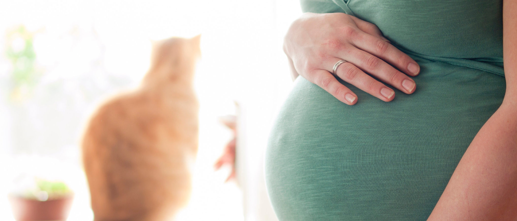 Medidas para prevenir la toxoplasmosis en el embarazo si tienes gato