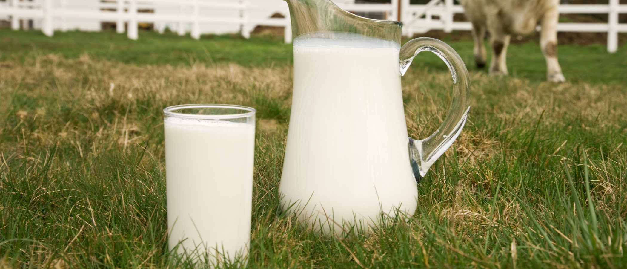 ¿Cuándo empezar a dar leche de vaca a un bebé?