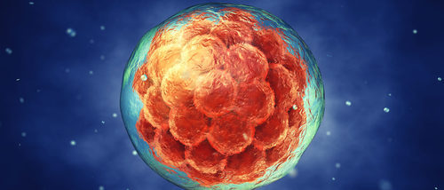FIV: ¿Qué hacer con los embriones que no se han usado?