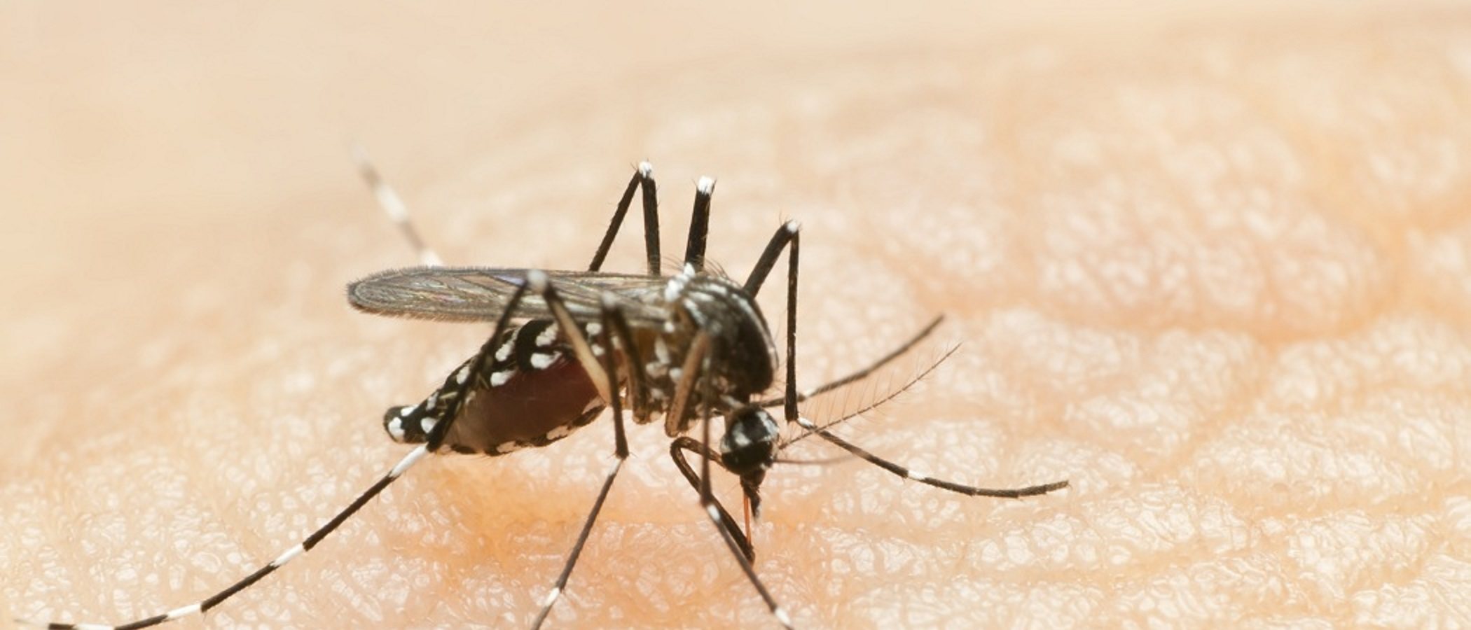 ¿Son de verdad eficaces las pulseras antimosquitos?