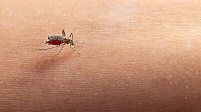 Cómo proteger al bebé de las picaduras de mosquitos